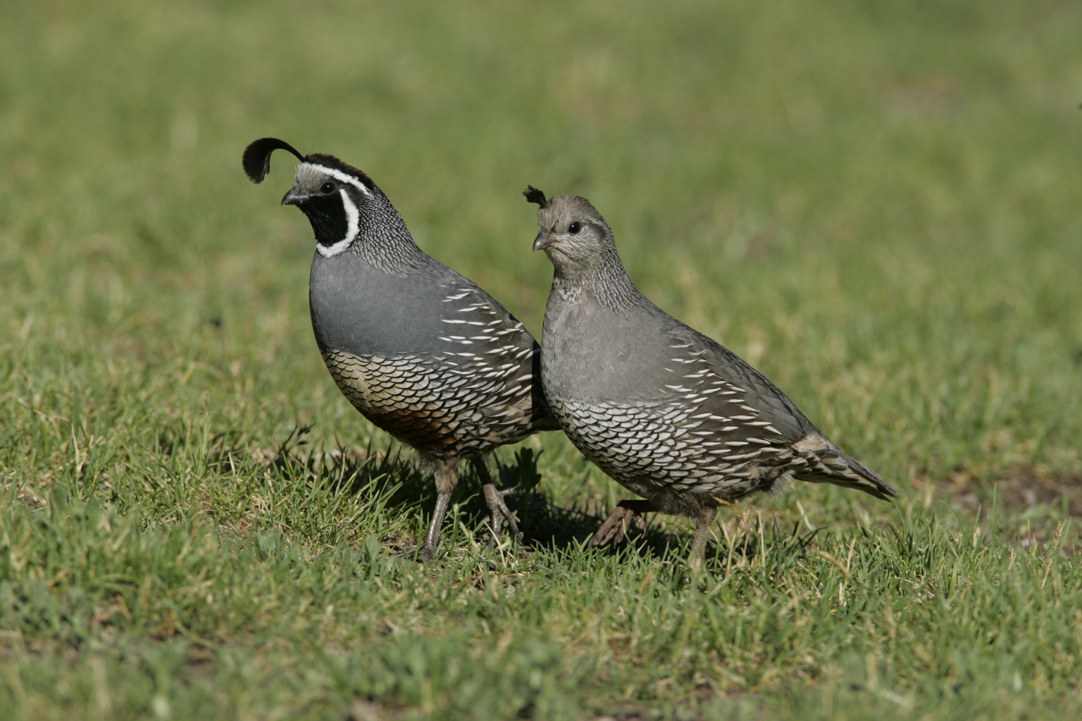 California quail for Sacramento National Wildlife Refuge Complex FWS.gov